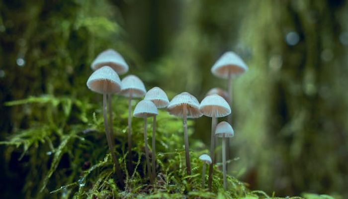 A close-up photo of white mushrooms.— Pexels