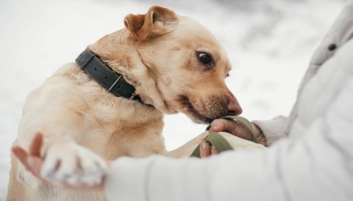 An undated image of a scent dog.—Hepper