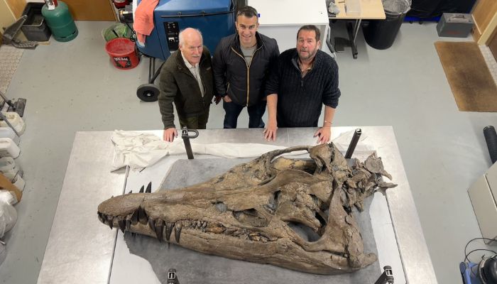 The image shows a colossal pliosaur skull laid on a table. — X/@SteveHarrisDJ