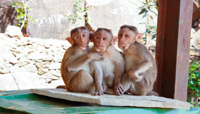 The image shows three monkeys sitting on a wood plank. — Pexels