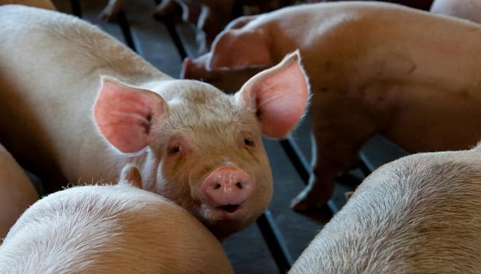 The image shows pigs on a farm. — Pexels