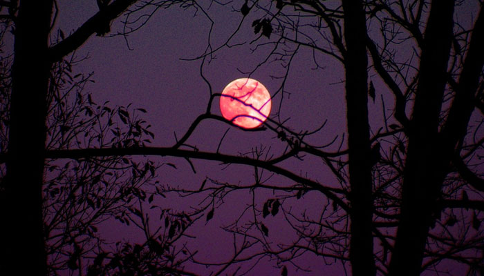 A representational image of Pink Moon. — Pixabay
