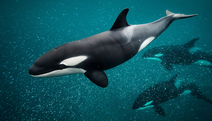 An undated image showing Orcas (Killer whales). — National Geographic