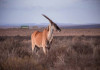 China employs 5G, AI-assisted antelope to monitor wildlife