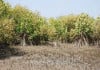 KU completes Pakistan’s first mangrove genome sequencing KU completes Pakistan’s first mangrove genome sequencing