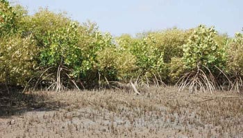 KU completes Pakistan’s first mangrove genome sequencing KU completes Pakistan’s first mangrove genome sequencing